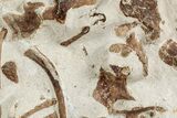 Plate Of Mosasaur (Tethysaurus?) Bones - Asfla, Morocco #241149-2
